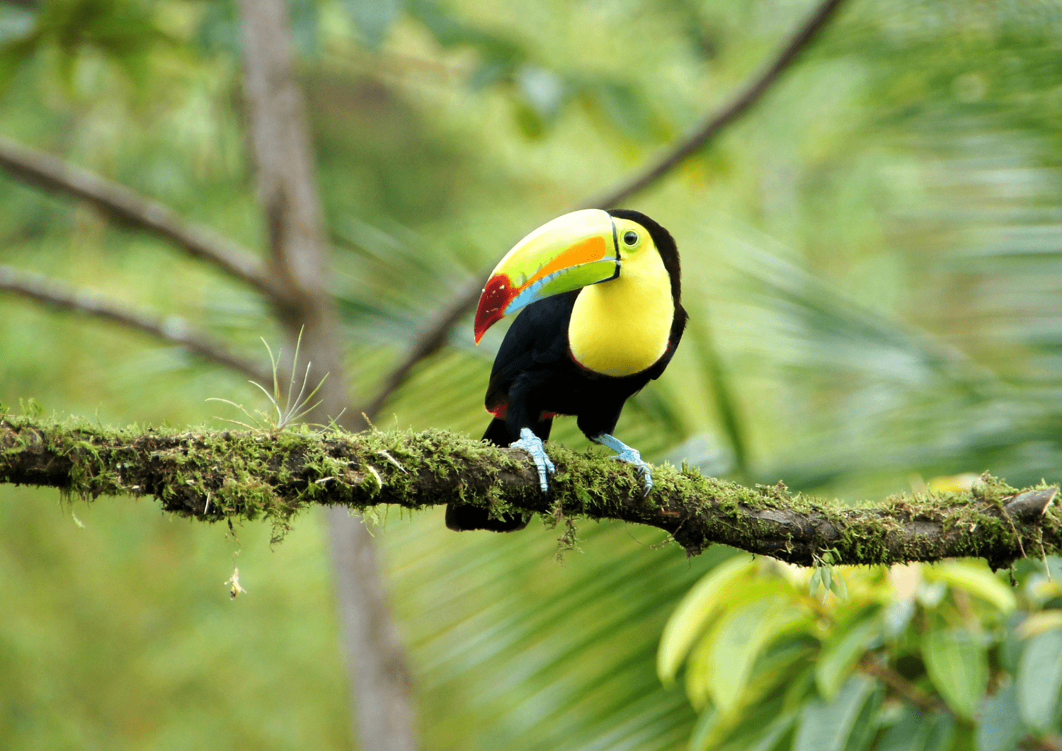 Pájaro de la zona de Costa Rica
